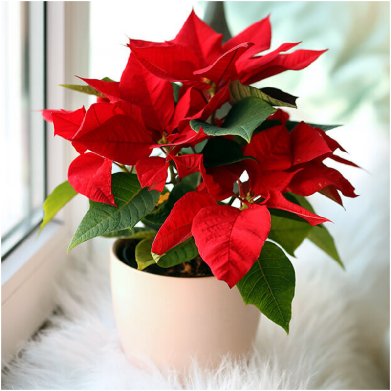 Poinsettia (Euphorbia pulcherrima)
