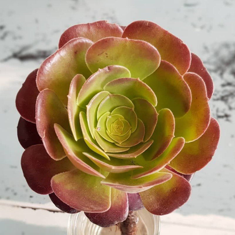 Aeonium arboreum (Sunset type)
