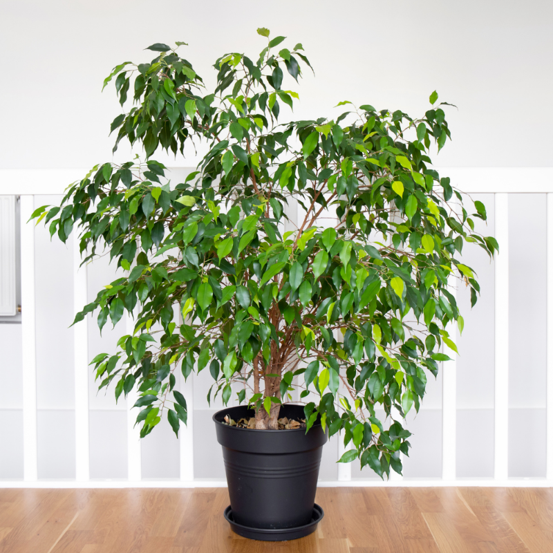 Ficus benjamina (Weeping Fig)