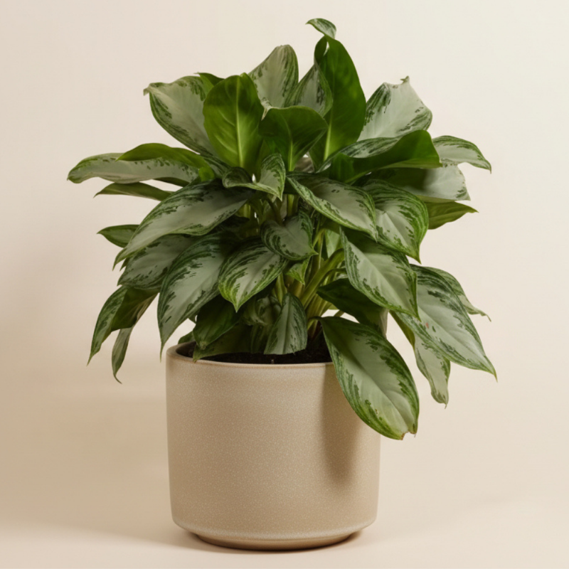 Aglaonema Silver Bay (Chinese Evergreen)