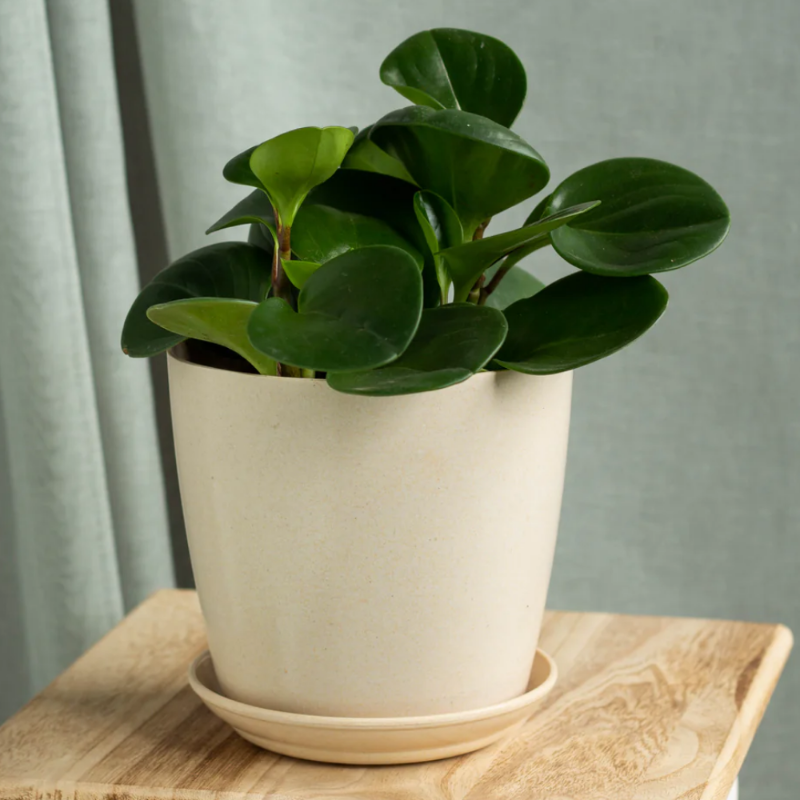 Peperomia obtusifolia