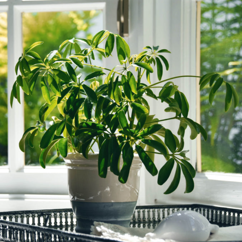 Schefflera Arboricola (Dwarf Umbrella Plant)
