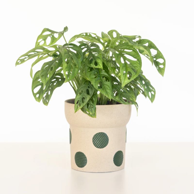 Monstera Broken Heart