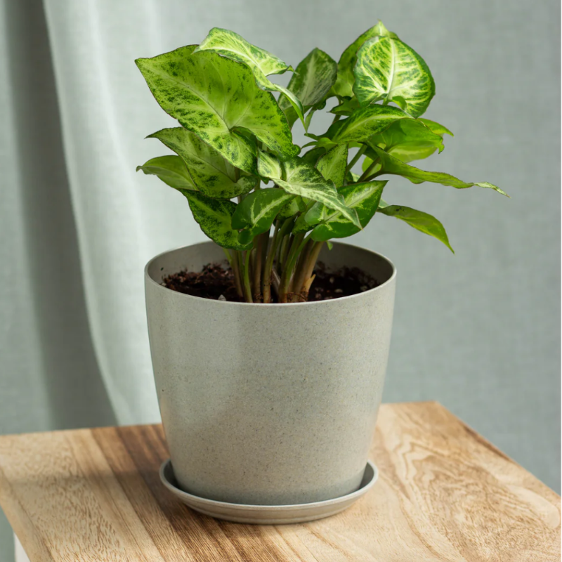 Syngonium White Butterfly