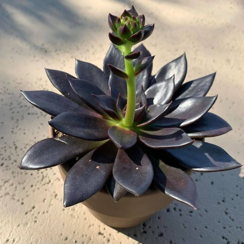 Echeveria Black Prince