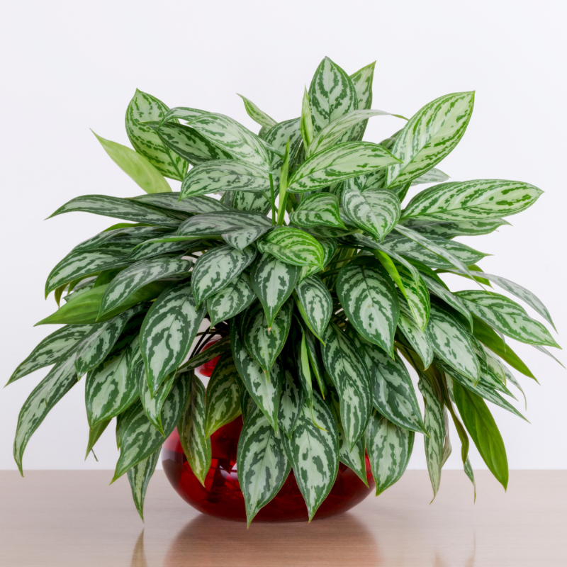 Aglaonema (Silver Queen)