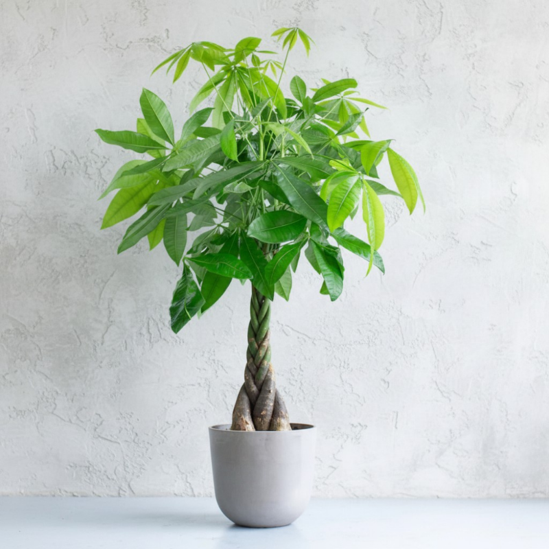 Money Tree (Pachira aquatica)