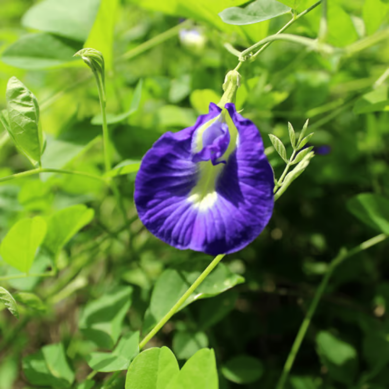 Butterfly Pea (Blue)