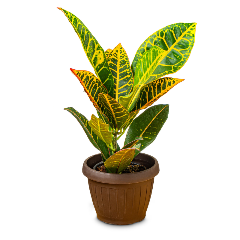 Croton Petra