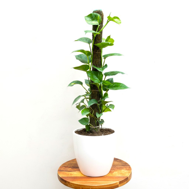 Money Plant (Golden Pothos) – Moss Pole