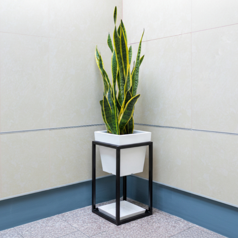 Snake Plant (Sansevieria trifasciata ‘Laurentii’)
