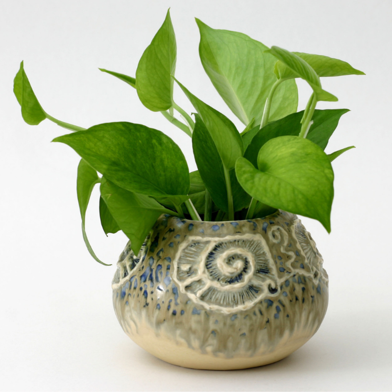 Money Plant (Green Pothos)