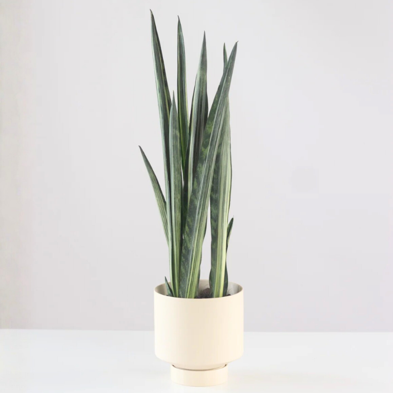 Snake Plant (Dracaena trifasciata)