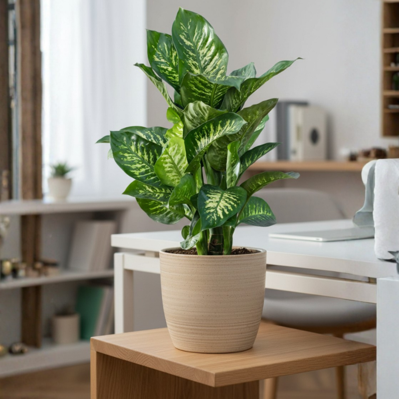 Dieffenbachia (Dumb Cane)