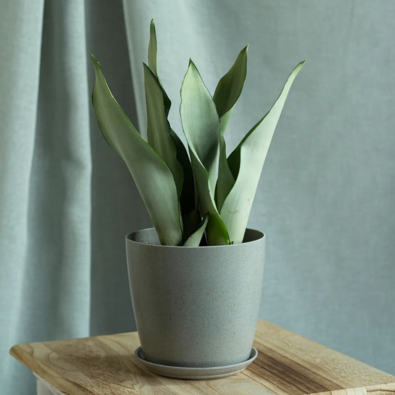 Snake Plant – Moonshine