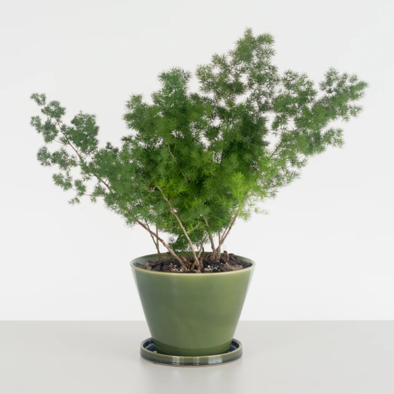 Asparagus Fern (Plumosa)