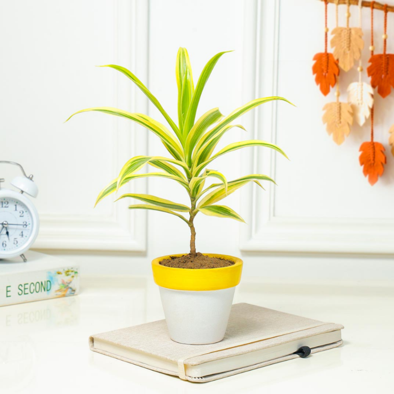 Dracaena Lemon Lime