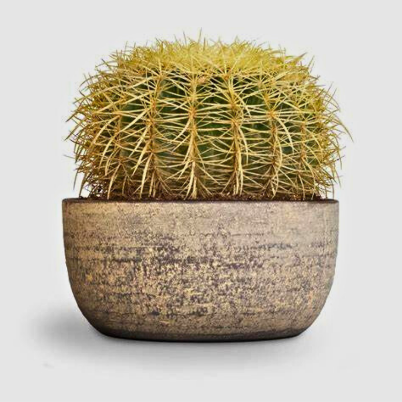 Golden Barrel Cactus