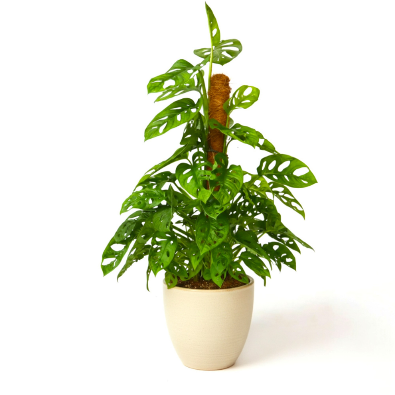 Monstera Adansonii (Swiss Cheese Vine)