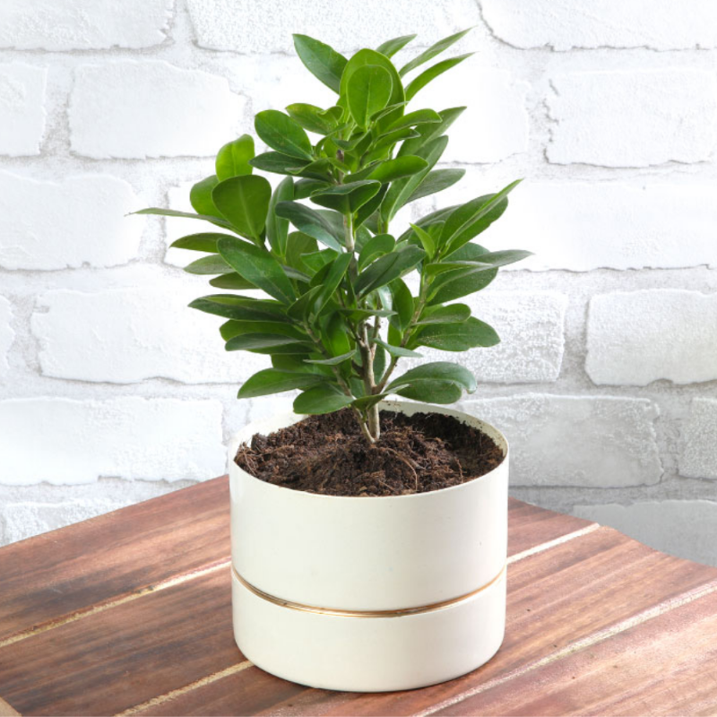Ficus Microcarpa (Indian Laurel / Compact Ficus)