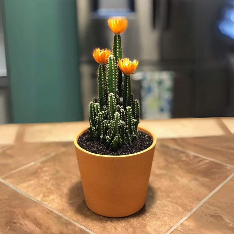 Fairy Castle Cactus