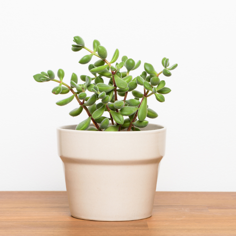 Portulacaria afra (Elephant Bush)