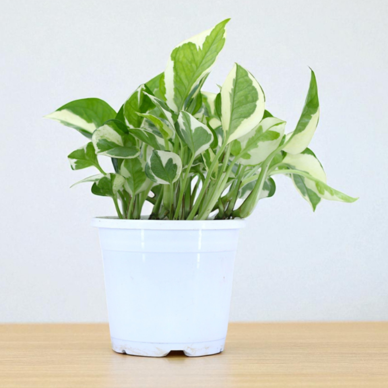Pothos N’Joy