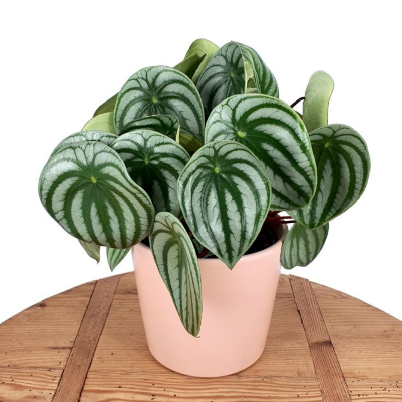 Peperomia Argyreia (Watermelon Peperomia)
