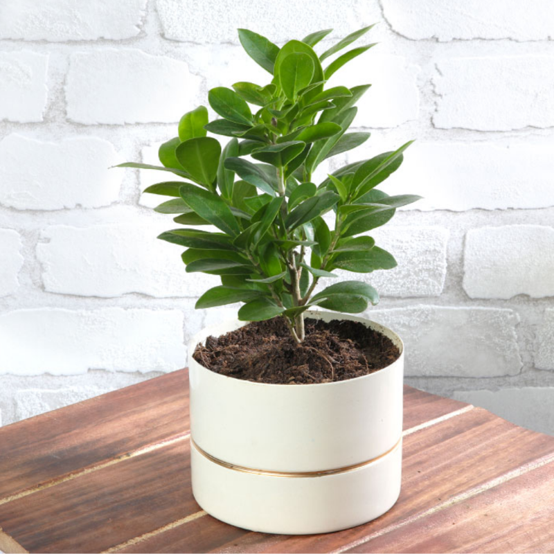 Ficus Microcarpa