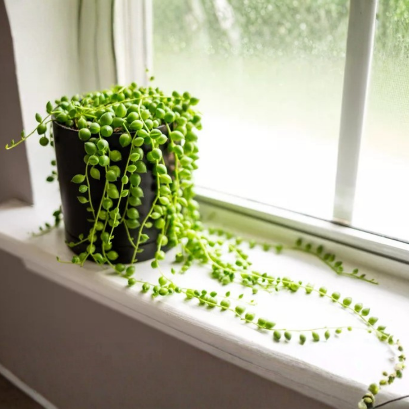 String of Pearls