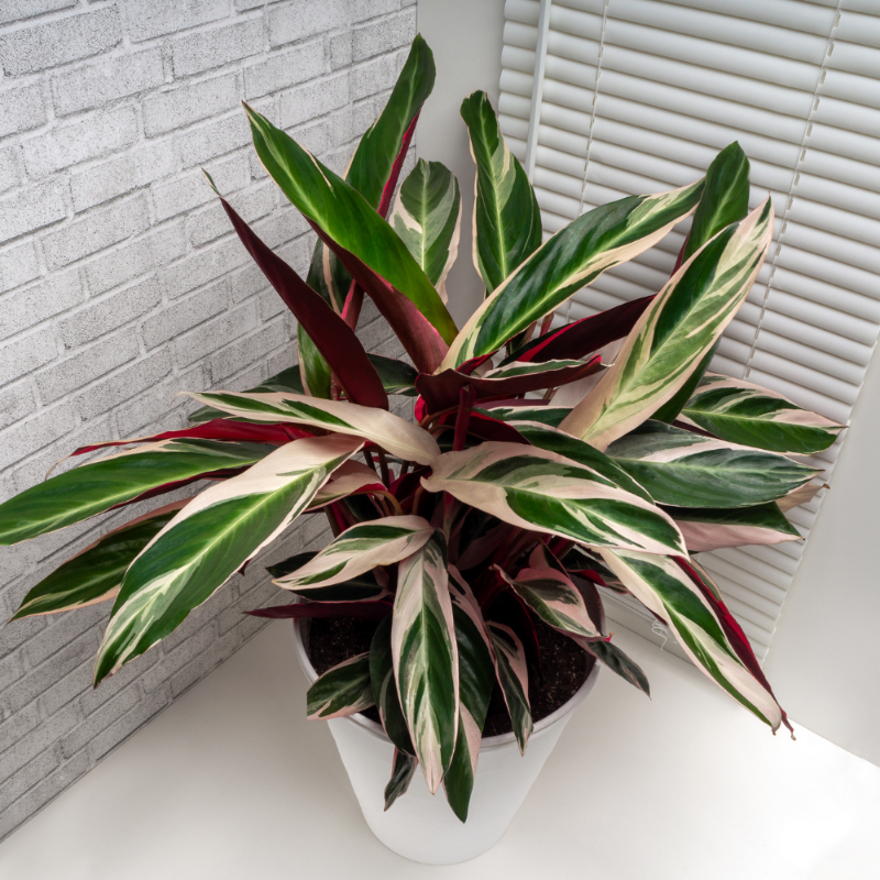 Stromanthe Triostar