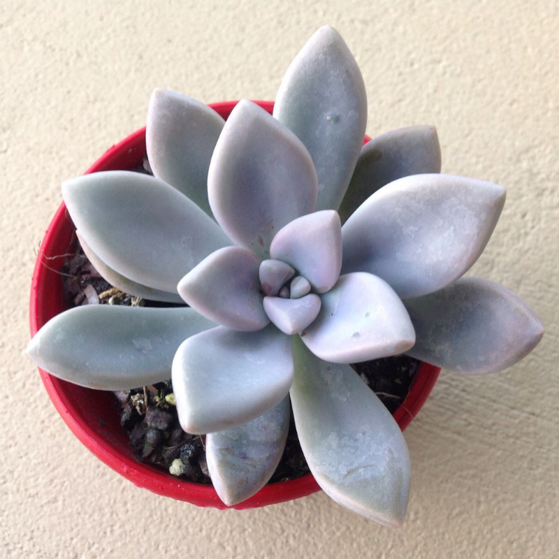 Ghost Plant (Graptopetalum paraguayense)