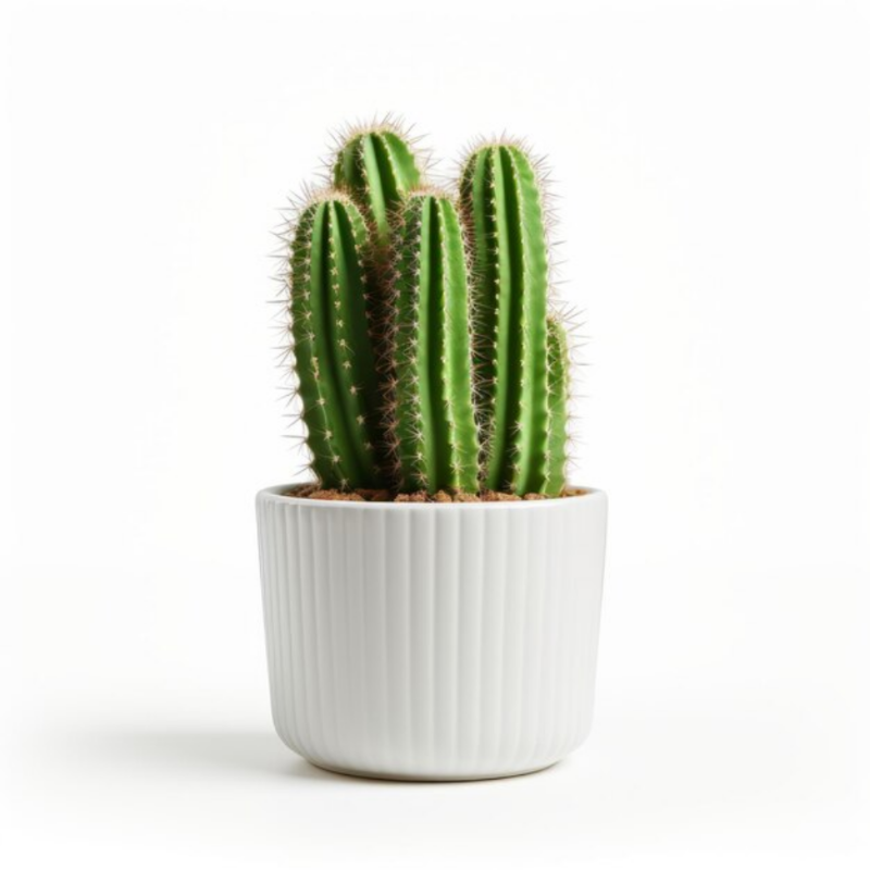 Green Columnar Cactus