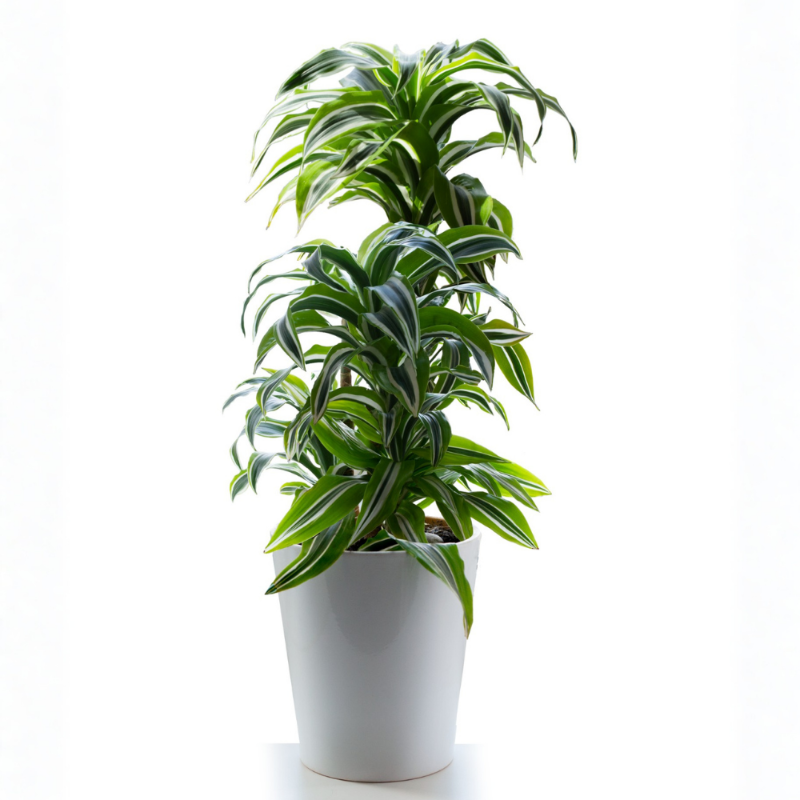 Dracaena Warneckii