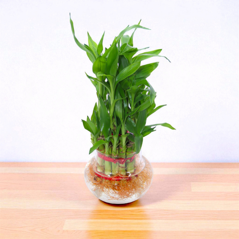 Lucky Bamboo (Dracaena sanderiana)
