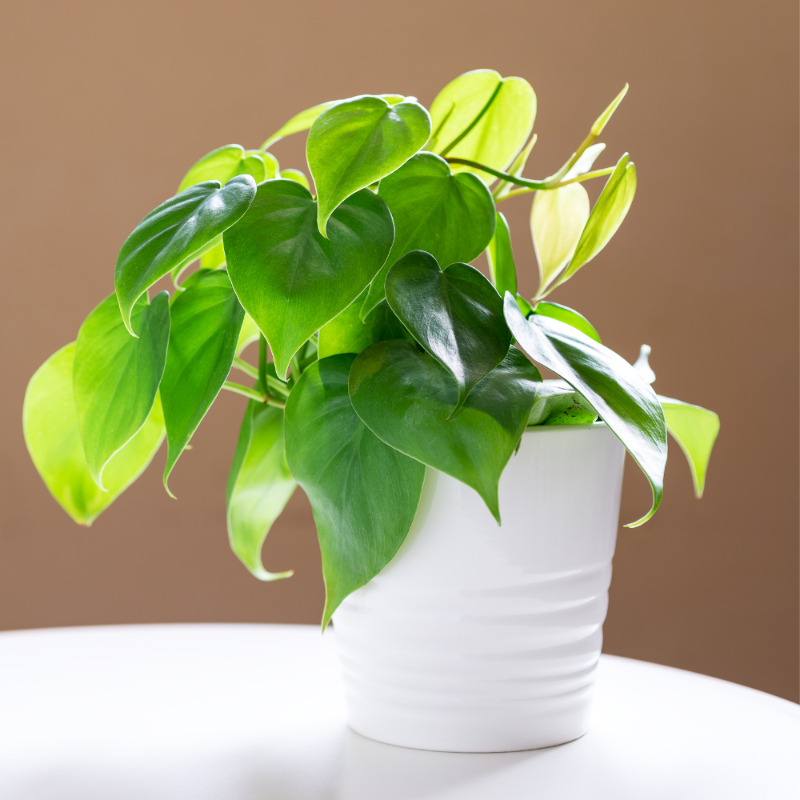 Philodendron Green