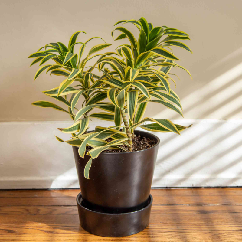 Dracaena Song of India