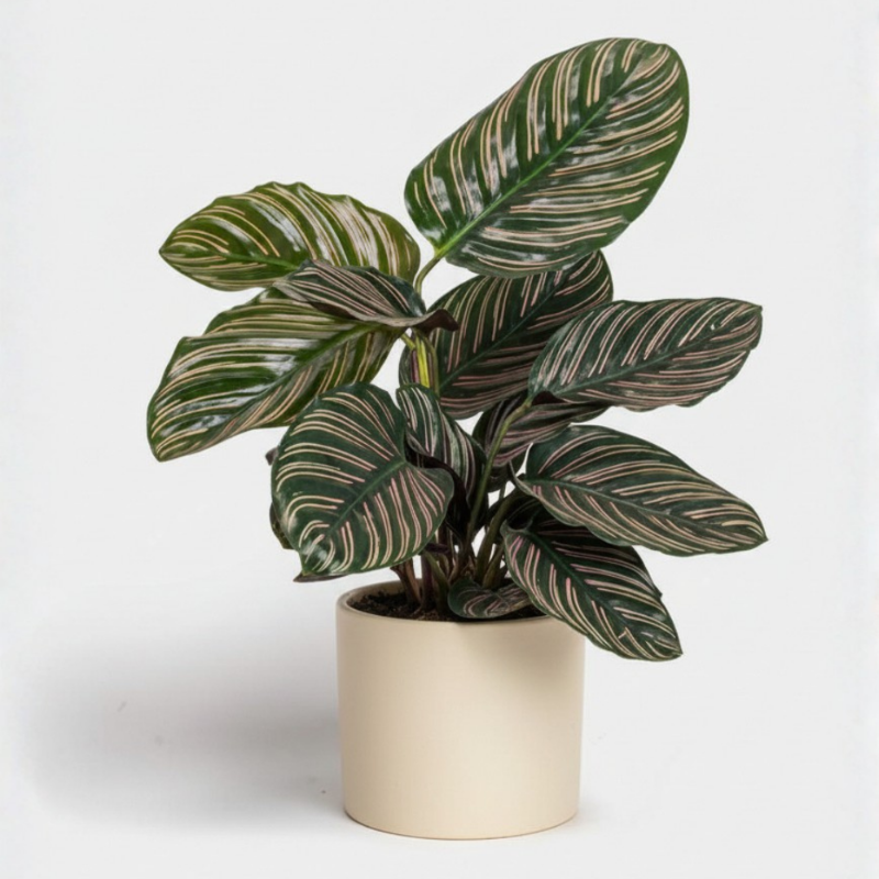 Calathea ornata (Pinstripe Calathea)