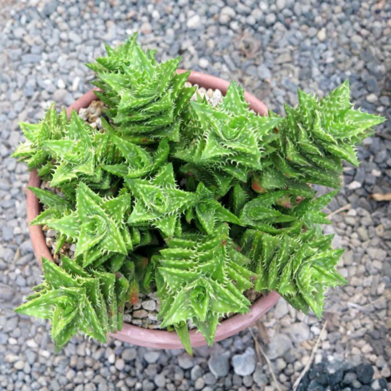 Haworthia Reinwardtii (Zebra Haworthia – Green)