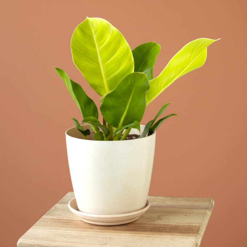 Philodendron Moonlight