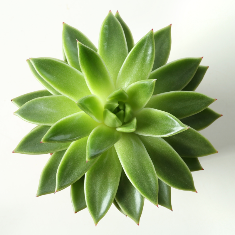 Echeveria (Green Agavoides Type)