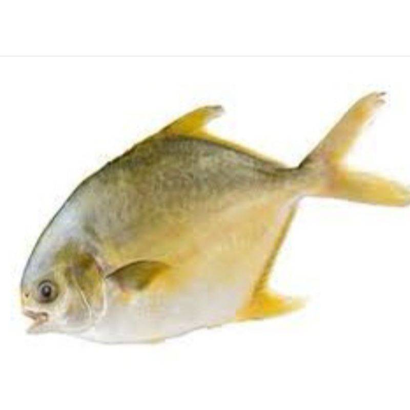 Golden pomfret 3 For