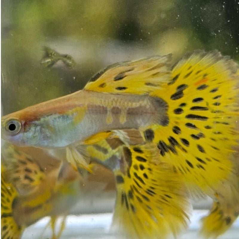 Blonde Yellow Mosaic