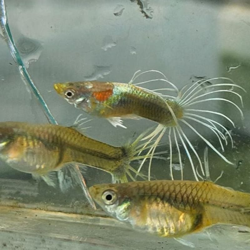 White Texido Crown Tail