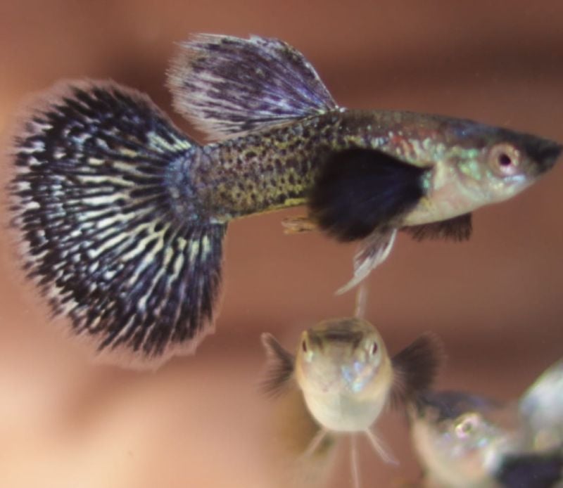 Purple Berry Dragon Big Ear