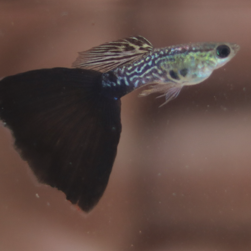 Black Snake Skin Cobra