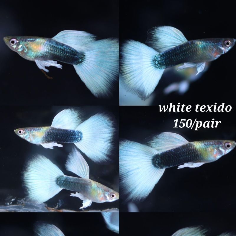 White Texido Guppy