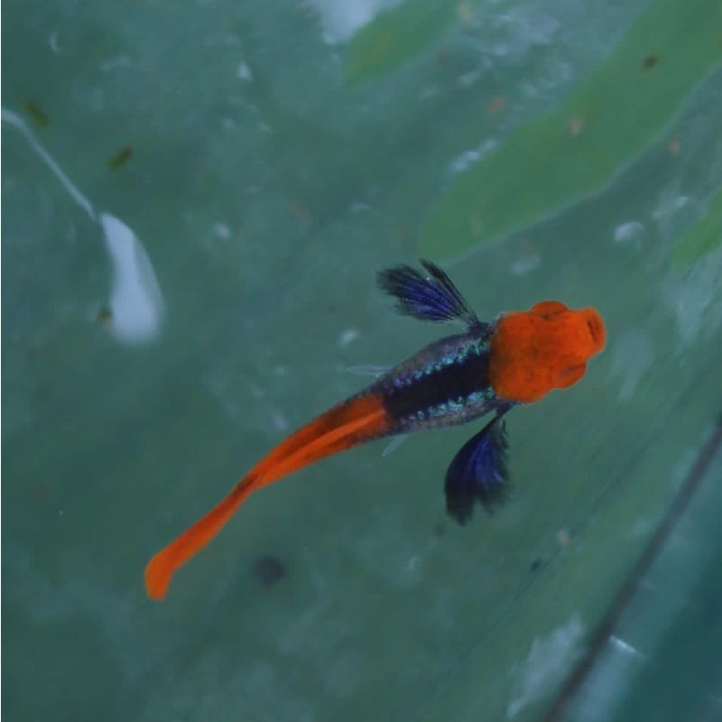 Platinum Koi Big Ear