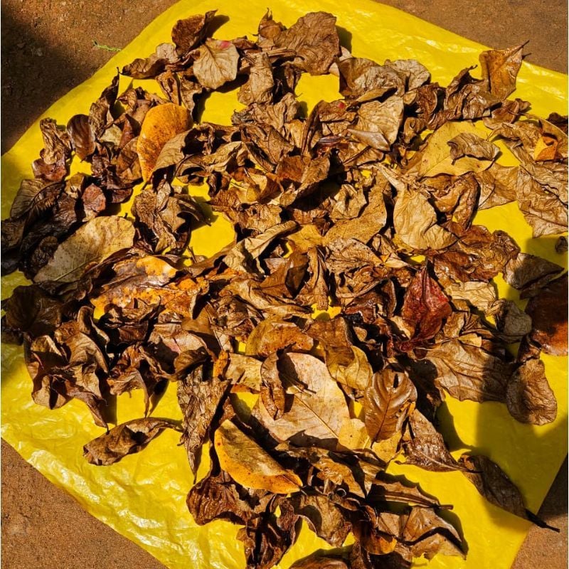 Almond Leaf (10 leaf)