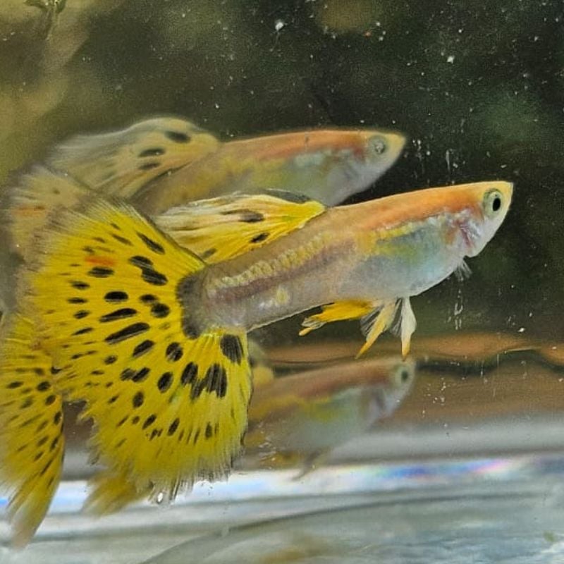 Blonde Yellow Mosaic